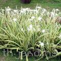 beach spiderlily
